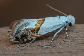 Attēlu rezultāti vaicājumam “Phyllonorycter sp.”