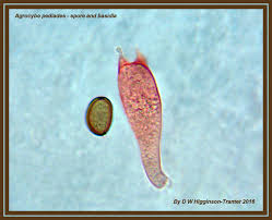 Attēlu rezultāti vaicājumam “Diderma cingulatum spores”