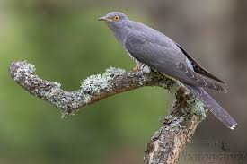 Attēlu rezultāti vaicājumam “Cuculus canorus adult”