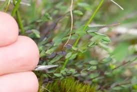 Attēlu rezultāti vaicājumam “Linum catharticum fruit”