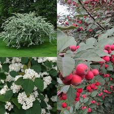 Attēlu rezultāti vaicājumam “Cotoneaster multiflorus leaf”