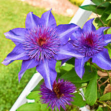 Attēlu rezultāti vaicājumam “Clematis flower”