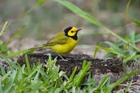 Image result for Wilsonia citrina