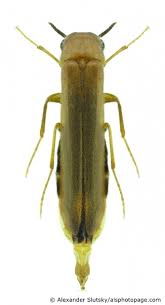 Attēlu rezultāti vaicājumam “Hylecoetus dermestoides”