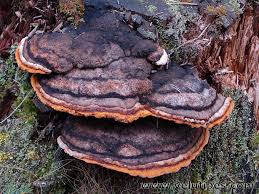Attēlu rezultāti vaicājumam “Gloeophyllum odoratum”