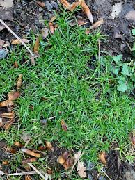 Attēlu rezultāti vaicājumam “Sagina procumbens”