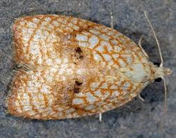 Attēlu rezultāti vaicājumam “Acleris forsskaleana”