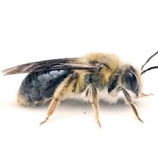 Attēlu rezultāti vaicājumam “Andrena”