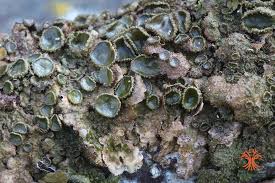 Attēlu rezultāti vaicājumam “Melanohalea exasperata”