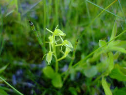 Attēlu rezultāti vaicājumam “Liparis loeselii flower”