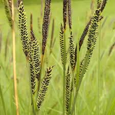 Attēlu rezultāti vaicājumam “Carex acutiformis flower”