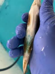 Image result for Bathampton Angling Association