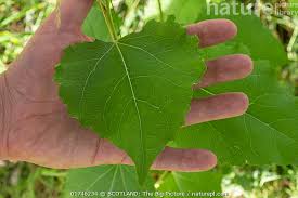 Attēlu rezultāti vaicājumam “Populus tremula leaf”