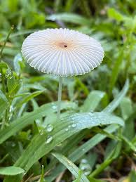 Attēlu rezultāti vaicājumam “Coprinus sp.”