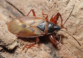 Attēlu rezultāti vaicājumam “Gastrodes grossipes”