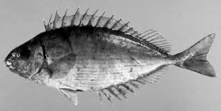 Image result for Siganus rivulatus