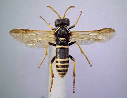 Attēlu rezultāti vaicājumam “Tenthredo scrophulariae”