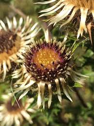 Attēlu rezultāti vaicājumam “Carlina vulgaris”