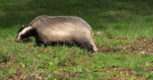 Attēlu rezultāti vaicājumam “Meles meles adult”