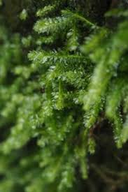 Attēlu rezultāti vaicājumam “Plagiothecium denticulatum”