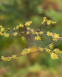 Attēlu rezultāti vaicājumam “Salix x doniana flower”