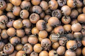 Attēlu rezultāti vaicājumam “Mespilus germanica fruit”