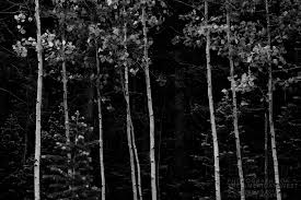 Image result for Ansel Adams Aspens New Mexico
