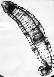 Attēlu rezultāti vaicājumam “Plathelminthes”