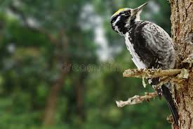 Attēlu rezultāti vaicājumam “Picoides tridactylus adult”