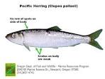 ODFW Finfish Species - Other