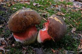 Attēlu rezultāti vaicājumam “Sutorius luridiformis”