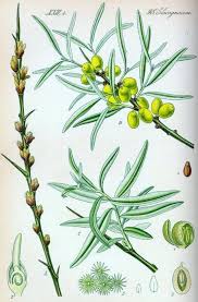 Attēlu rezultāti vaicājumam “Hippophae rhamnoides leaf”