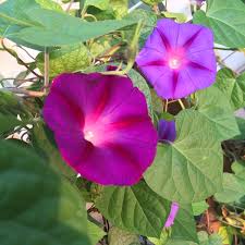 Image result for Ipomoea purpurea