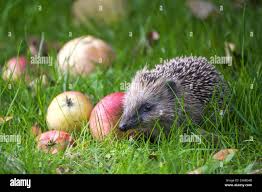 Attēlu rezultāti vaicājumam “Erinaceus sp.”