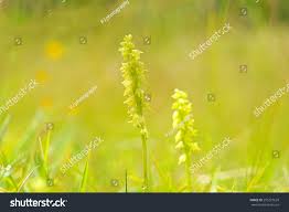 Attēlu rezultāti vaicājumam “Herminium monorchis flower”