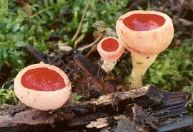 Attēlu rezultāti vaicājumam “Sarcoscypha austriaca var. lutea”