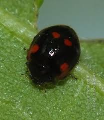 Attēlu rezultāti vaicājumam “Adalia bipunctata imago”