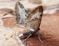 Attēlu rezultāti vaicājumam “Eupithecia succenturiata”