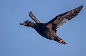 Attēlu rezultāti vaicājumam “Melanitta fusca”