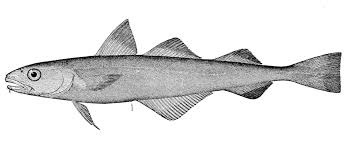 Image result for Microgadus tomcod