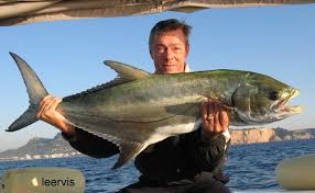 Image result for Lichia amia