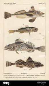 Image result for Myoxocephalus octodecemspinosus