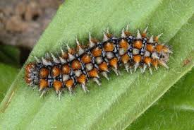 Attēlu rezultāti vaicājumam “Melitaea didyma”