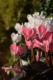 Image result for Cyclamen persicum
