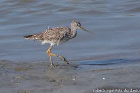 Image result for Tringa melanoleuca