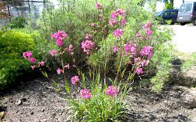 Image result for Pechnelke