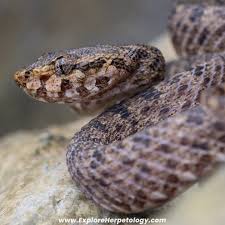 Attēlu rezultāti vaicājumam “Lycogala persicum young”