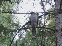 Image result for Goshawks G C