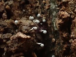 Attēlu rezultāti vaicājumam “Physarum bivalve sessile”