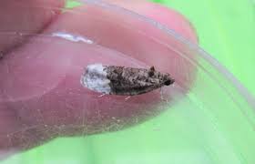 Attēlu rezultāti vaicājumam “Apotomis betuletana”